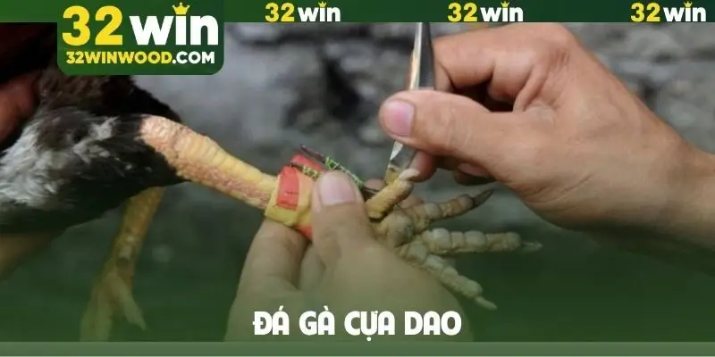 Đá gà cựa dao