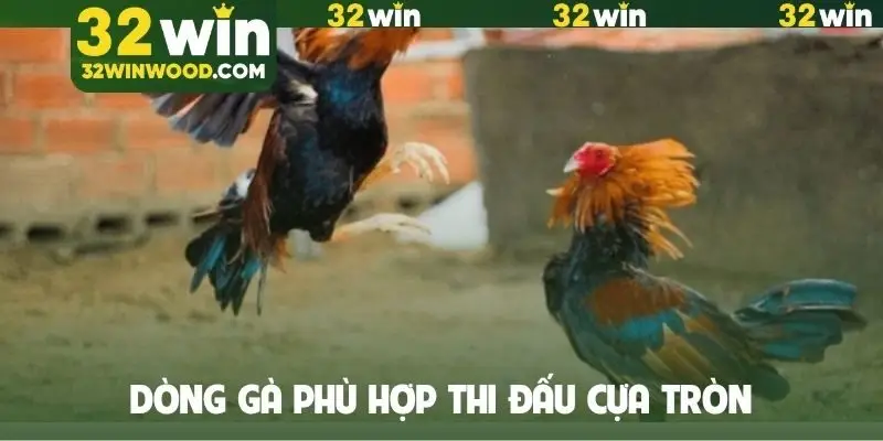 Dòng gà phù hợp thi đấu cựa tròn