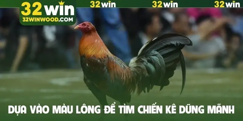 Dựa vào màu lông để tìm chiến kê dũng mãnh