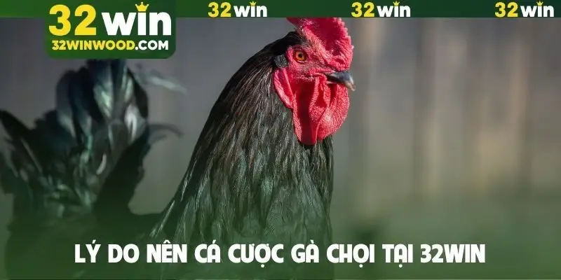 Lý do nên cá cược gà chọi tại 32WIN