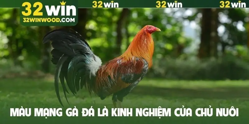 Màu mạng gà đá là kinh nghiệm của chủ nuôi
