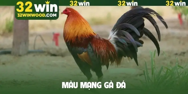 Màu mạng gà đá